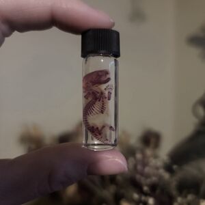 Small Clear Vial with Brown Fossil Specimen - Pets Reptile